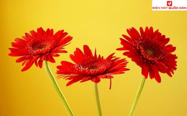 5 loại hoa nên chưng bàn thờ ngày rằm tháng giêng